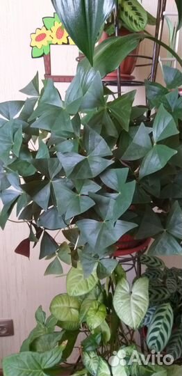 Кислица или 