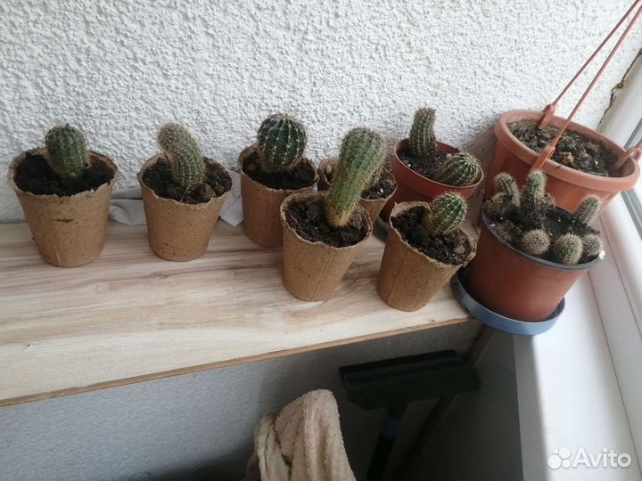 Кактус эхинопсис