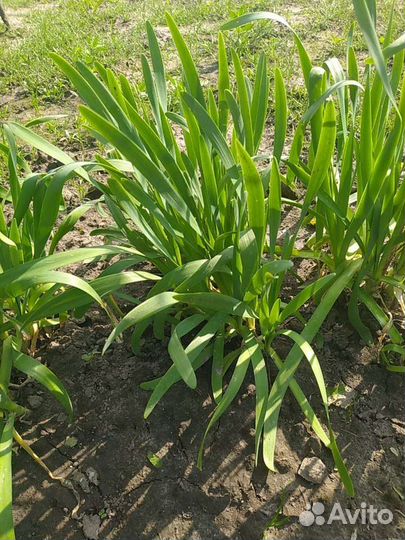 Лук слизун (многолетник)