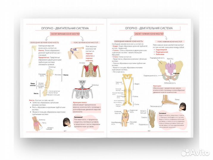 Учебник Алёны Бриз по биологии