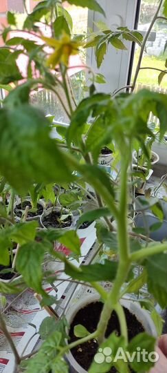 Рассада помидор и огурцов