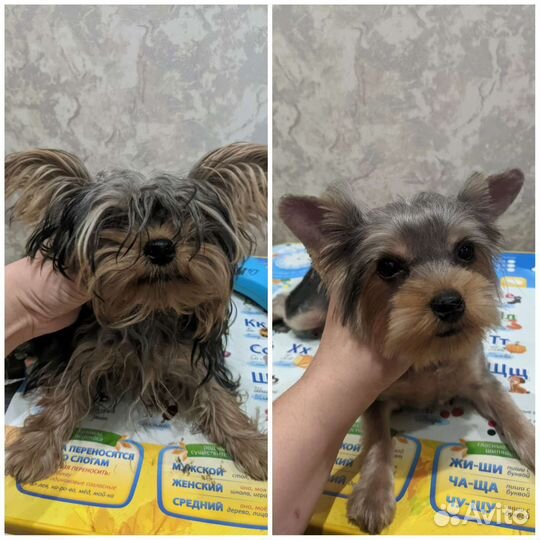 Стрижка кошек и собак, груминг