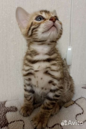 Бенгальские котята
