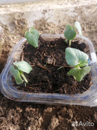 Бамия рассада