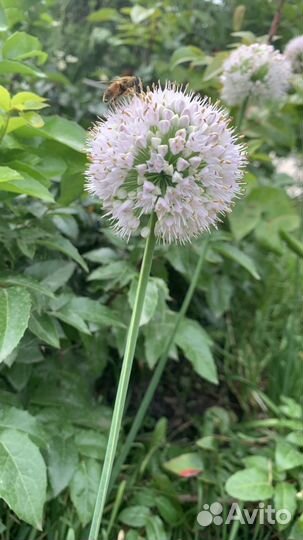 Лук декоративный двух видов