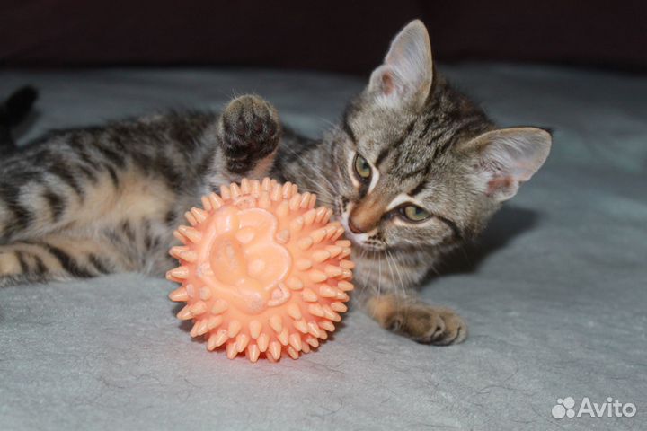 Красивый ласковый котенок