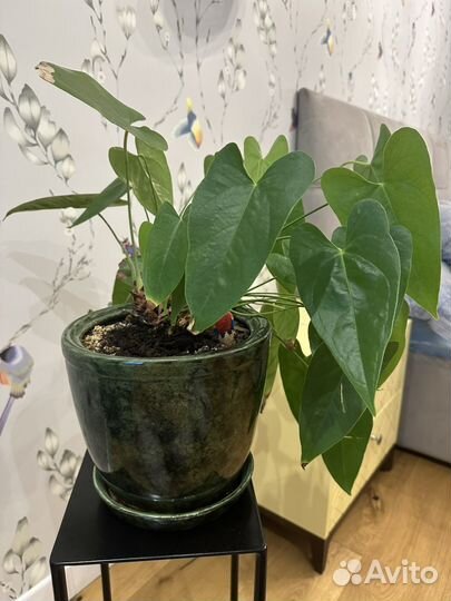 Антуриум красный