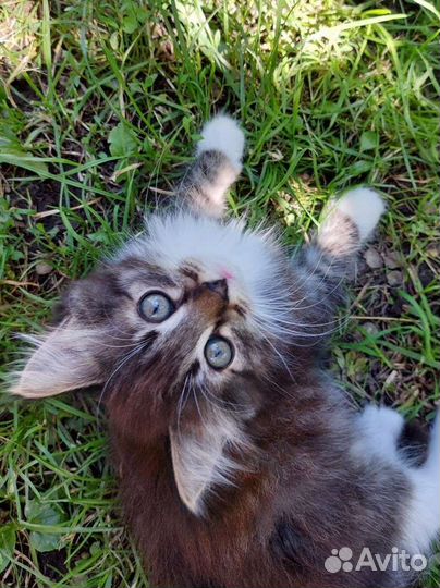 Котёнок, мальчик