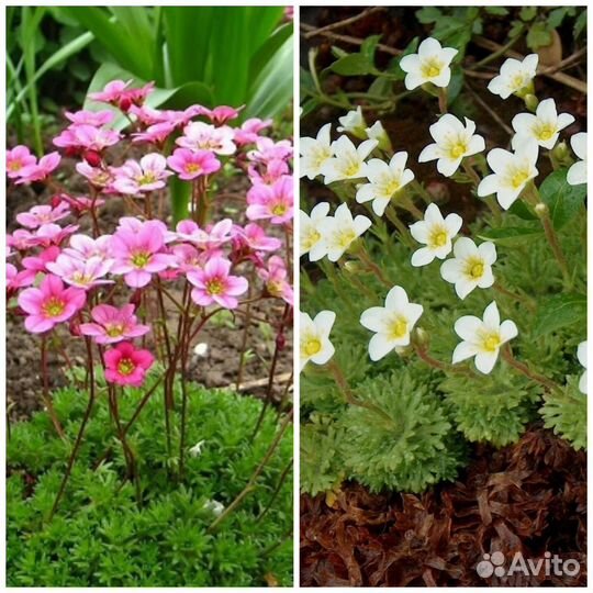 Почвопокровники,примулы,многолетники