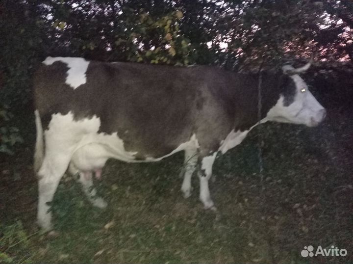 Корова молочная