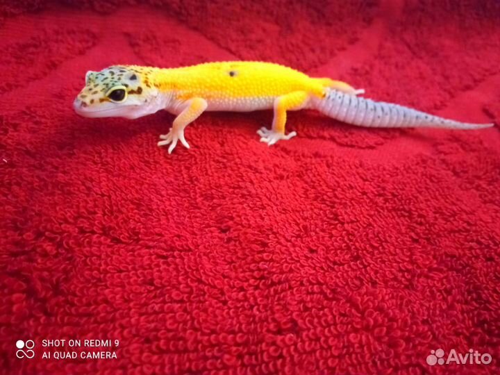 Геккон эублефар
