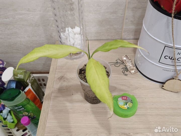 Филодендрон