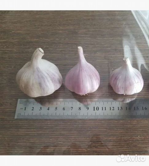 Продаю лучший чеснок озимый, сорт 