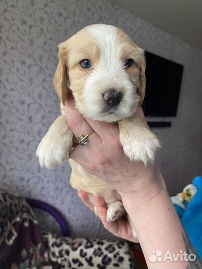 Щенки кокер спаниеля