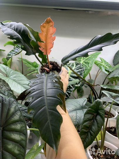 Филодендрон карамель плуто