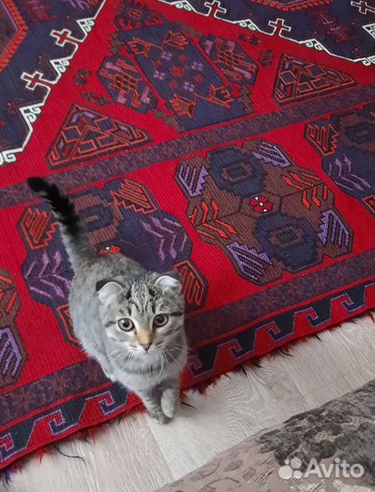 Шотландская вислоухая кошка бесплатно