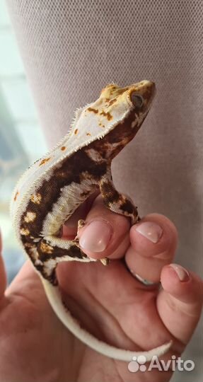 Реснитчатый бананоед самки