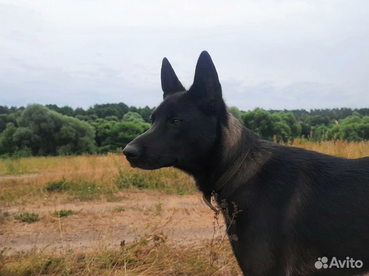 Собака в добрые руки отдам бесплатно