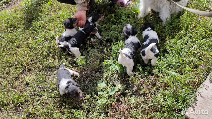 Фокстерьер