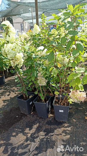 Гортензия зкс в горшках 5-7л