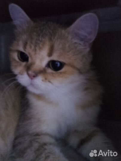 Кошка шотландка