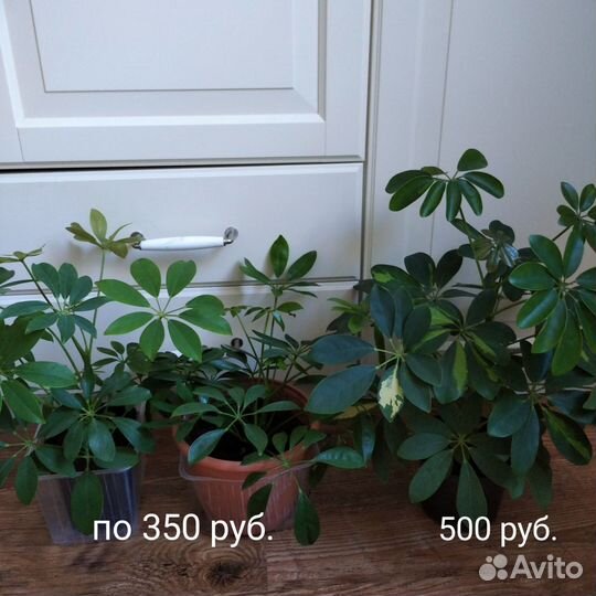 Комнатные цветы шефлера драцена плющ