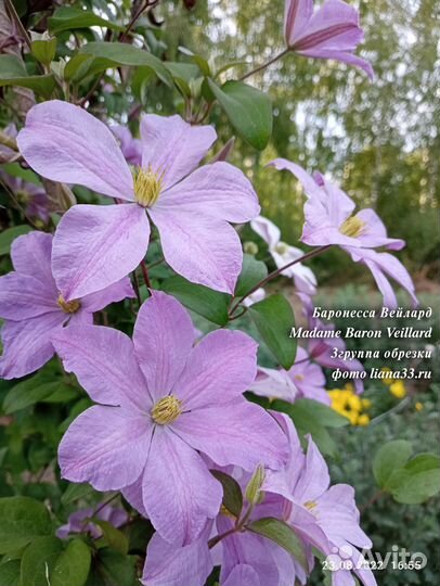 Саженцы клематиса