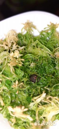 Алоказия жаклин. Клубень