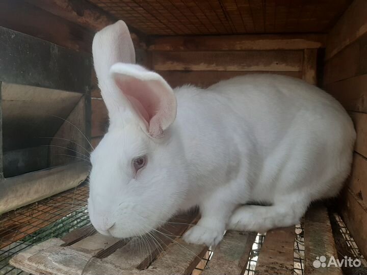 Кролики Белый Паннон и помесь для разведения