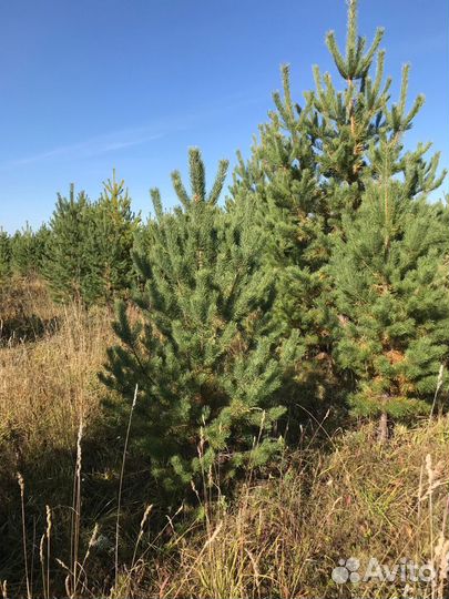 Шикарная сосны в наличии на складах