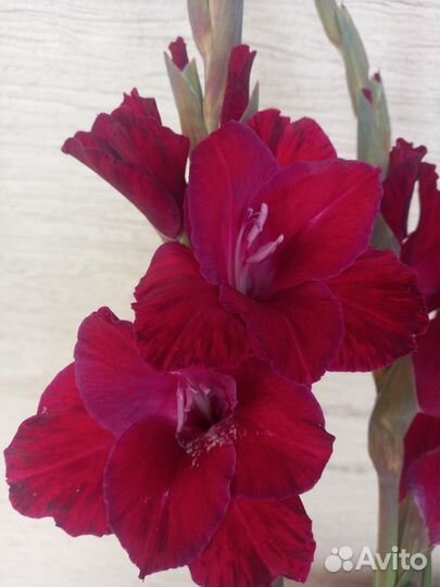 Гладиолусы луковицы