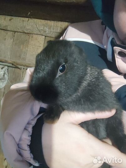 Продам 4 крольчат