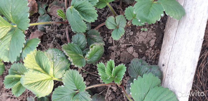 Усы клубники :Царица,Кардинал,Берегиня. Земленику