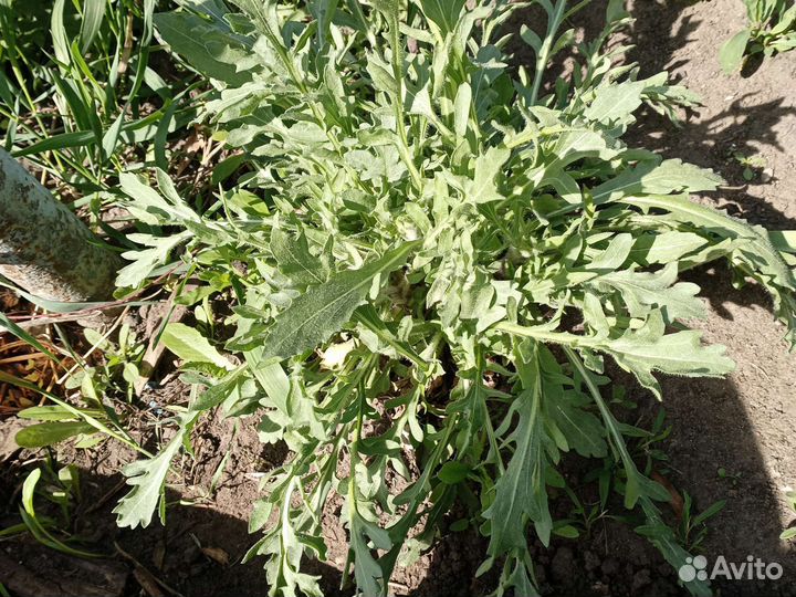 Примула садовая, первоцвет. Хоста