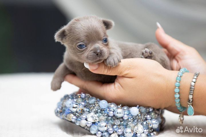 Лиловый гладкошерстный мальчик чихуахуа