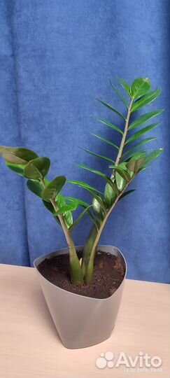 Замиокулькас