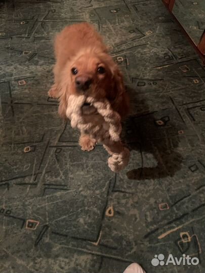 Передержка