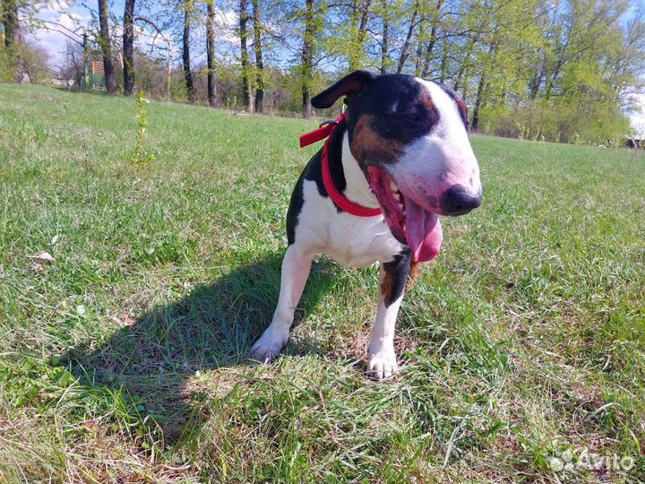 Бультерьер