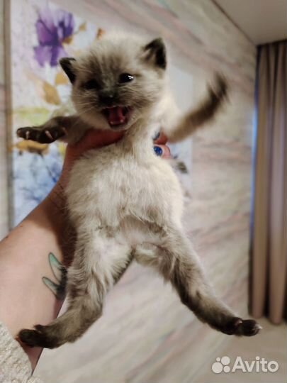Сиамские котята