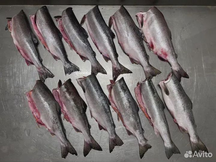 Горбуша пбг 2023г. (Сахалинская)