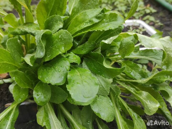 Продаю колокольчик