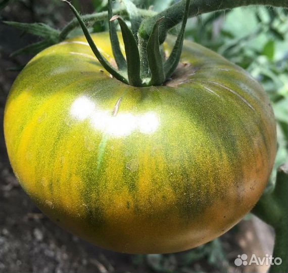 Экзот Ромовая баба томат