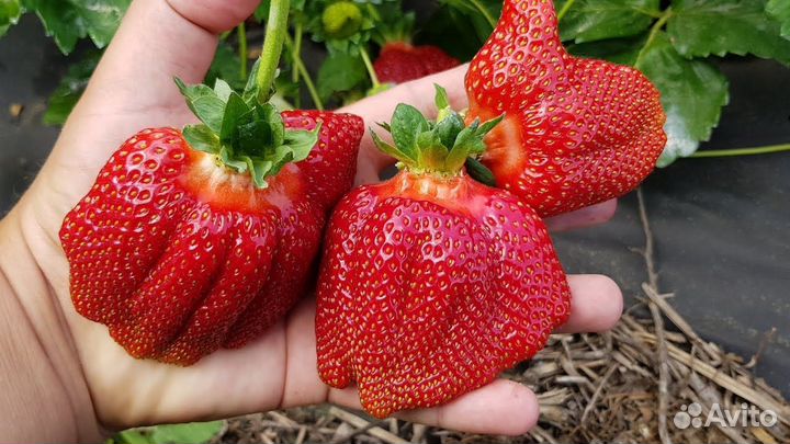 Рассада клубники. Альба и Азия