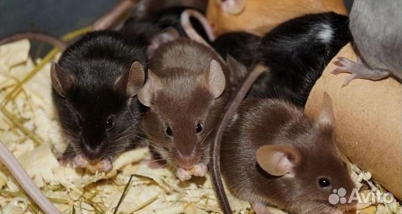 Мышь сатиновая