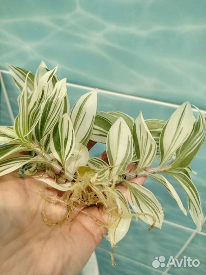 Традесканция Альбифлора