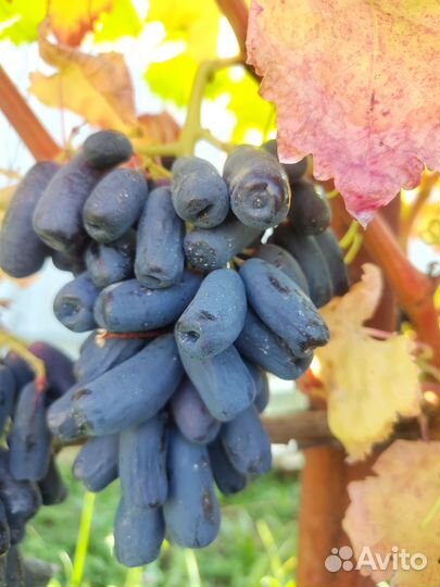 Саженцы и черенки винограда