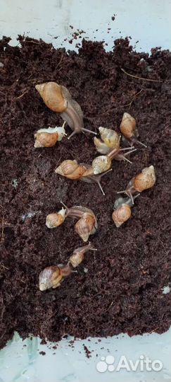 Улитята ахатины