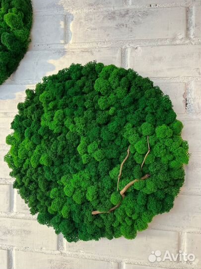 Панели из стабилизированного мха