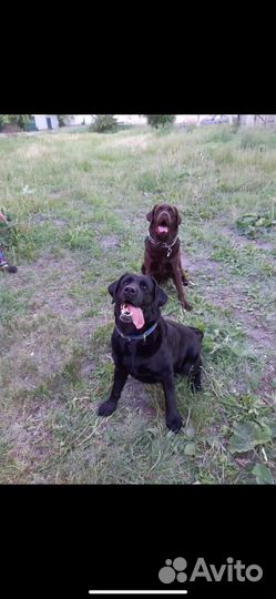 Вязка лабрадор ретривер