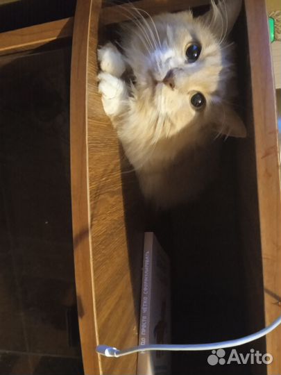 Потерялся кот. Курильский бобтейл